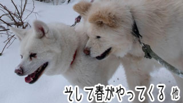 【わさお通信：特別増刊】 そして春がやってくる 他