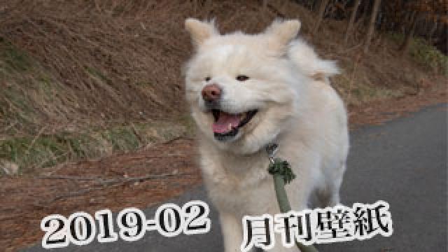 【わさお通信：特別増刊 2019-02】月刊わさお壁紙