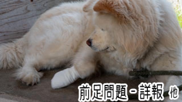 【わさお通信：特別増刊】前足問題-詳報 他