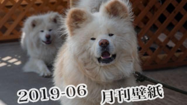 【わさお通信：特別増刊 2019-06】月刊わさお壁紙