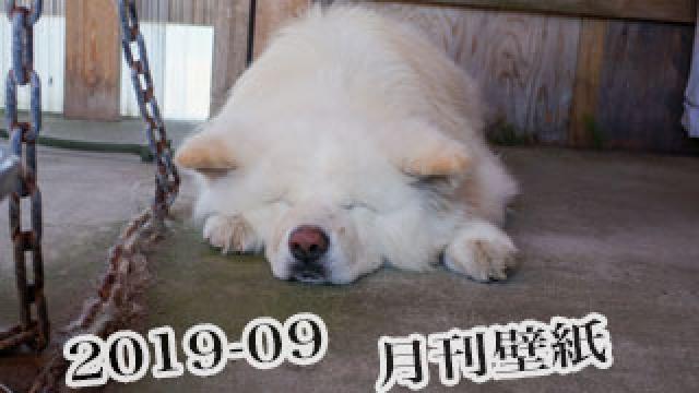 【わさお通信：特別増刊 2019-09】月刊わさお壁紙