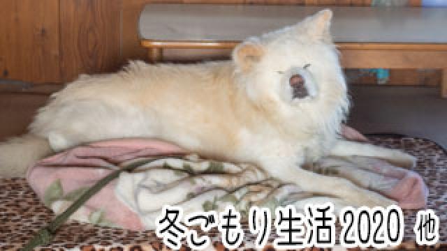 【わさお通信：特別増刊】 冬ごもり生活2020 他