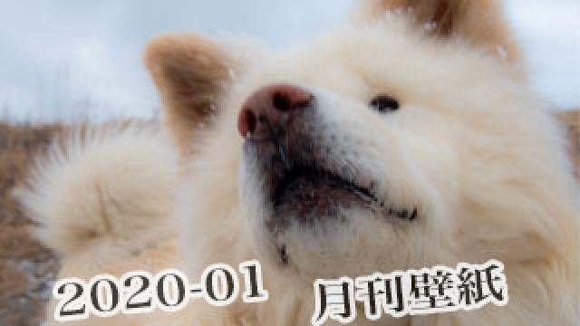 【わさお通信：特別増刊 2020-01】月刊わさお壁紙