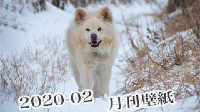 【わさお通信：特別増刊 2020-02】月刊わさお壁紙