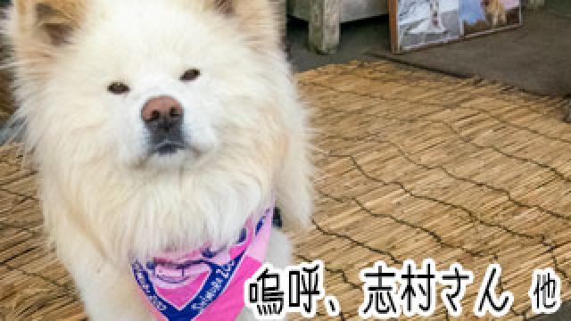 【わさお通信：特別増刊】 嗚呼、志村さん 他