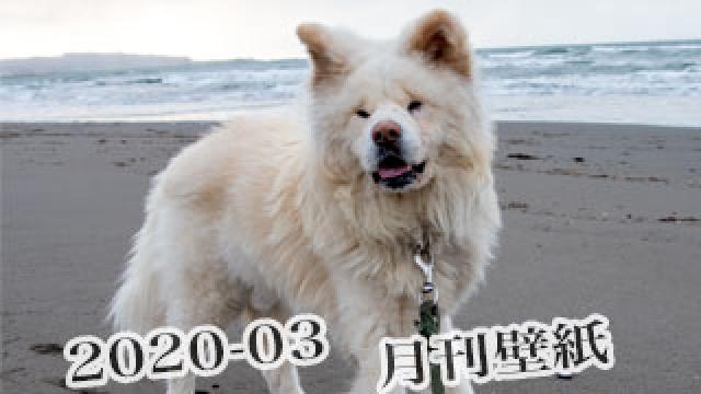 【わさお通信：特別増刊 2020-03】月刊わさお壁紙