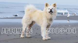 【わさお通信：特別増刊 2013-04】月刊わさお壁紙