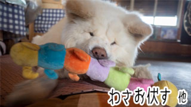 【わさお通信：特別増刊】 わさお伏す 他