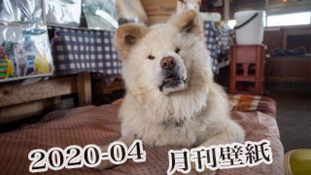 【わさお通信：特別増刊 2020-04】月刊わさお壁紙