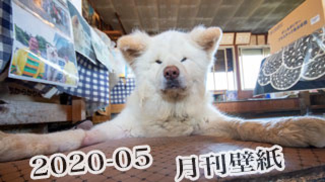 【わさお通信：特別増刊 2020-05】月刊わさお壁紙