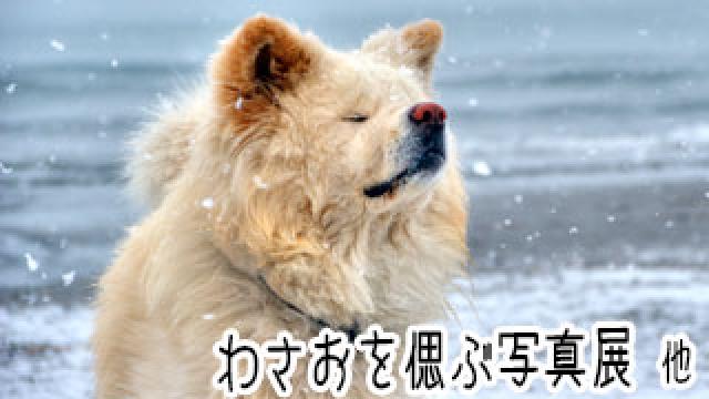 【わさお通信：特別増刊】 わさおを偲ぶ写真展 他