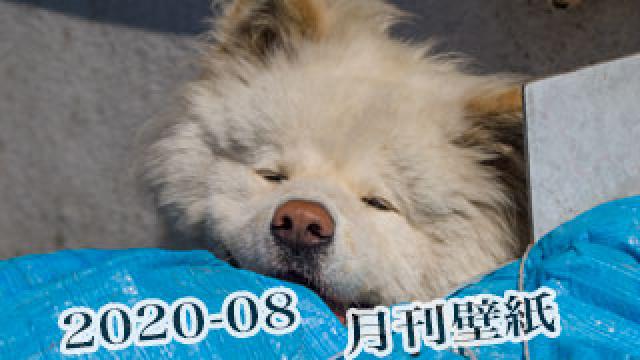 【わさお通信：特別増刊 2020-08】月刊わさお壁紙