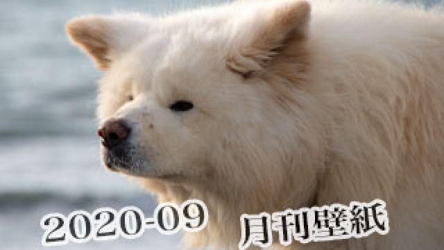 【わさお通信：特別増刊 2020-09】月刊わさお壁紙