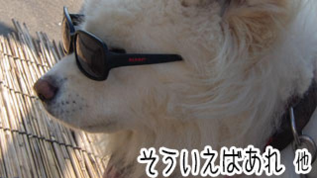 【わさお通信：特別増刊】 そういえばあれ 他