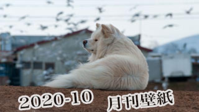 【わさお通信：特別増刊 2020-10】月刊わさお壁紙