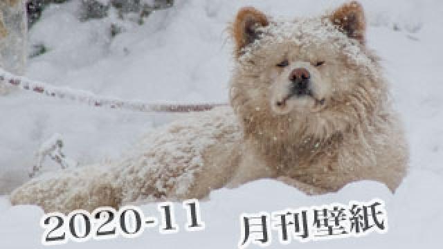 【わさお通信：特別増刊 2020-11】月刊わさお壁紙