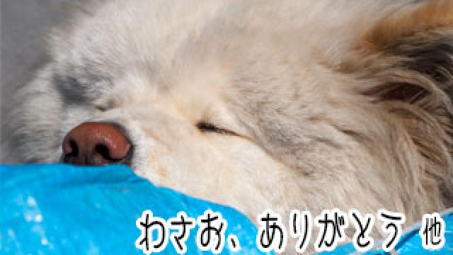 【わさお通信：特別増刊】 わさお、ありがとう 他