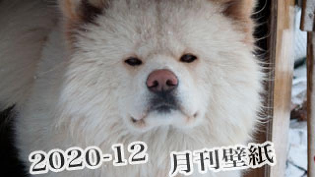 【わさお通信：特別増刊 2020-12】月刊わさお壁紙