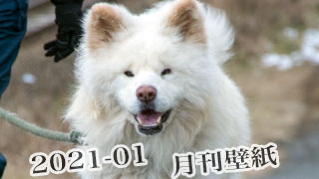 【わさお通信：特別増刊 2021-01】月刊わさお壁紙