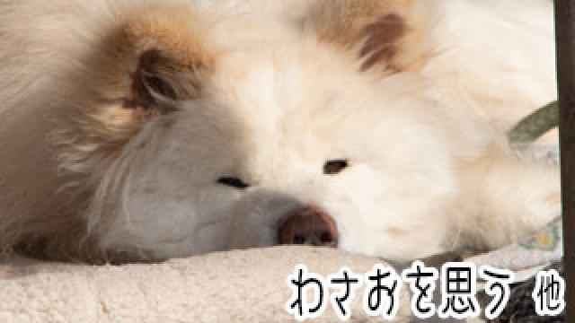 【わさお通信：特別増刊】 わさおを思う 他