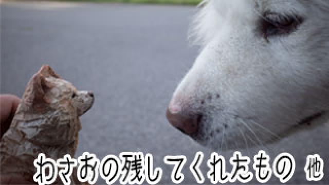 【わさお通信：特別増刊】 わさおの残してくれたもの 他