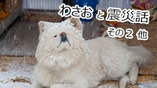 【わさお通信：特別増刊 2013-04】わさおと震災話その2、他