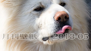 【わさお通信：特別増刊 2013-05】月刊わさお壁紙