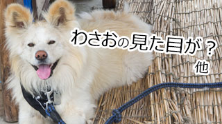 【わさお通信：特別増刊 2013-05】わさおの見た目が？ 他