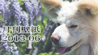 【わさお通信：特別増刊 2013-06】月刊わさお壁紙