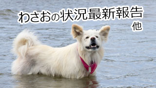 【わさお通信：特別増刊 2013-06】わさおの状況最新報告 他