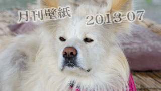 【わさお通信：特別増刊 2013-07】月刊わさお壁紙