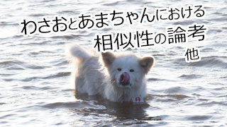 【わさお通信：特別増刊 2013-08】わさおとあまちゃんにおける相似性の論考 他
