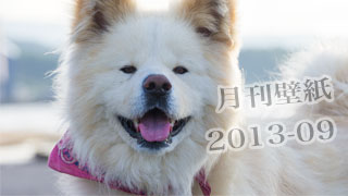 【わさお通信：特別増刊 2013-09】月刊わさお壁紙