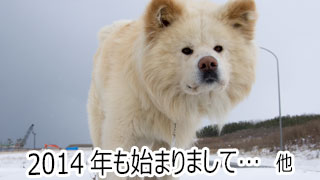 【わさお通信：特別増刊】2014年も始まりまして… 他