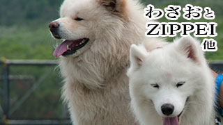 【わさお通信：特別増刊 2012-09】わさおのこと、ZIPPEIのこと 他