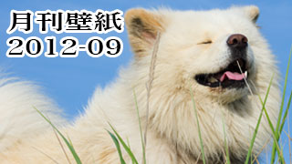 【わさお通信：特別増刊 2012-09】月刊わさお壁紙
