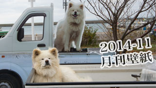 【わさお通信：特別増刊 2014-11】月刊わさお壁紙