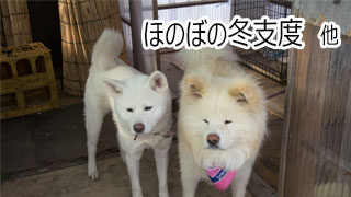 【わさお通信：特別増刊】ほのぼの冬支度 他