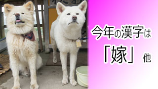 【わさお通信：特別増刊】今年の漢字は「嫁」 他