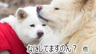 【わさお通信：特別増刊】なにしてますのん？ 他