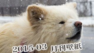 【わさお通信：特別増刊 2015-03】月刊わさお壁紙