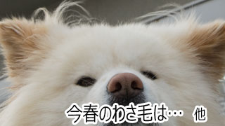 【わさお通信：特別増刊】今春のわさ毛は… 他