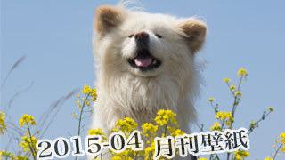【わさお通信：特別増刊 2015-04】月刊わさお壁紙