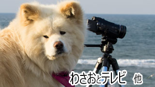 【わさお通信：特別増刊】わさおとテレビ 他