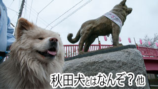 【わさお通信：特別増刊】秋田犬とはなんぞ？