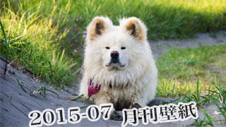 【わさお通信：特別増刊 2015-07】月刊わさお壁紙