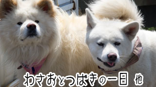 【わさお通信：特別増刊】わさおとつばきの一日 他