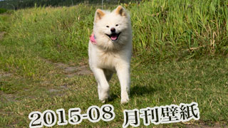 【わさお通信：特別増刊 2015-08】月刊わさお壁紙