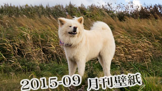 【わさお通信：特別増刊 2015-09】月刊わさお壁紙