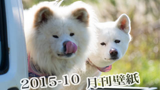 【わさお通信：特別増刊 2015-10】月刊わさお壁紙